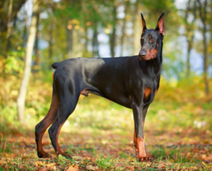 Best dog crates for Dobermans