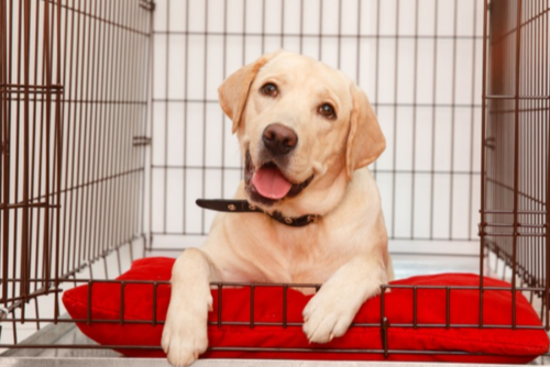 Best Dog Crates for Labs