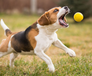 Best Tennis Ball Machines for Dogs