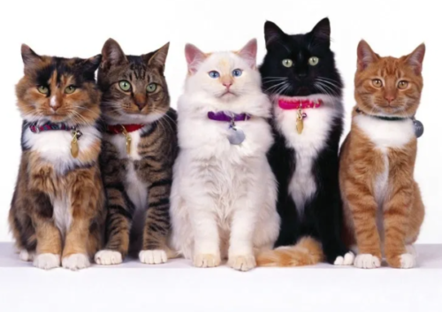Best Cat Litter for Multiple Cats
