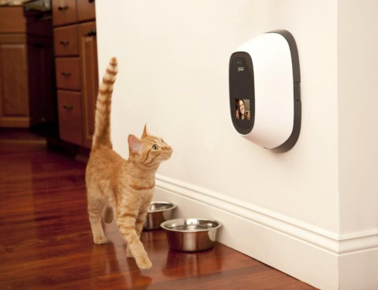 6 Best Cat Treat Dispensers with Camera [Petcube, Petzi, Pawbo & More]