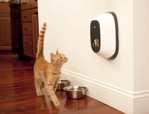 Best Cat Treat Dispensers with Camera