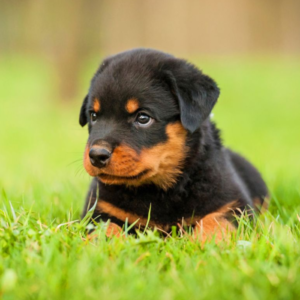 Best Dog Food for Rottweiler Puppy