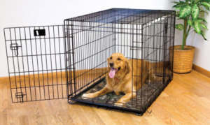 Best Tall Narrow Dog Crates