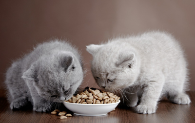 Nutrition Basics for Kittens