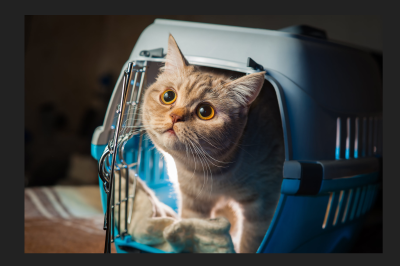 Tips for Cat Travel