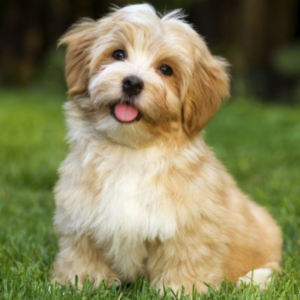 Best Dog Breeds for Kids