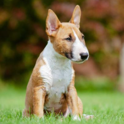 Bull Terrier