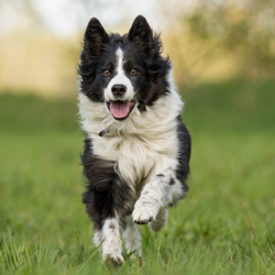 Best Dog Breeds for Kids