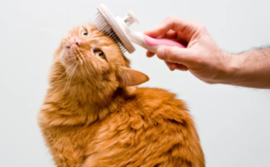 Brush Your Cat