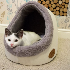 Best Cat Beds