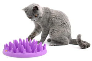Best Gifts for Cats