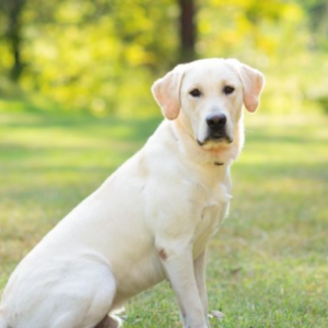 Smartest Mixed Breed Dogs