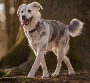 Smartest Mixed Breed Dogs