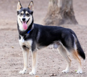 Smartest Mixed Breed Dogs