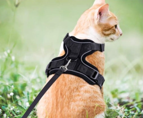 travel cat harness