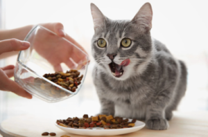 Cat Food