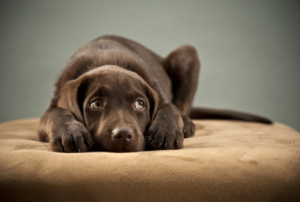 Best Crate for Dog with Separation Anxiety