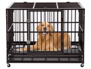 Best Crate for Dog with Separation Anxiety