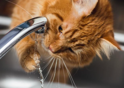 Dehydration In Cats