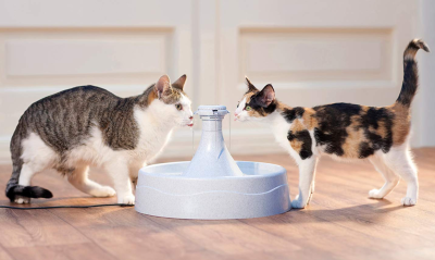 Best Cat Water Fountains