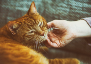 Why Do Cats Purr?