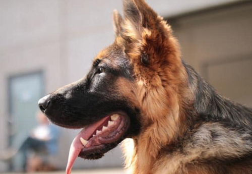 Best Dog Food for German Shepherd with Sensitive Stomach
