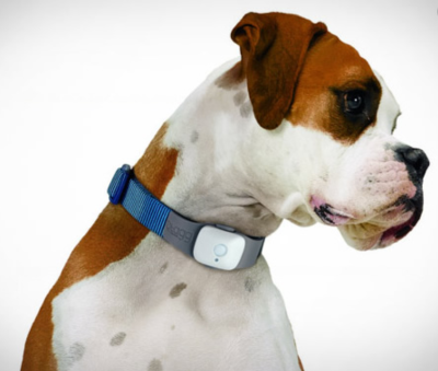 Best GPS Pet Trackers