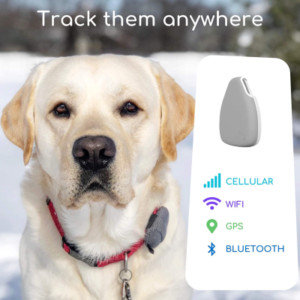 Best GPS Pet Trackers