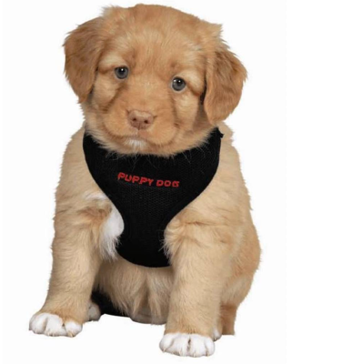 Best Puppy Harness