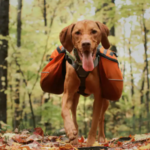 best dog walking backpack