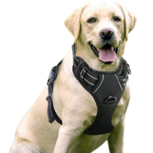 Best Puppy Harness