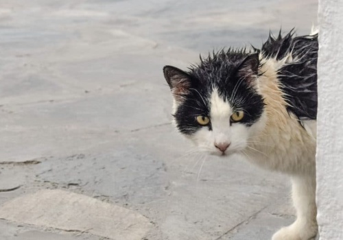 Why Do Cats Hate Water?