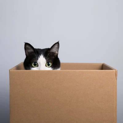 Why Cats Like Boxes