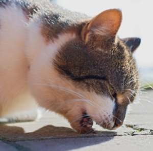 Cat Hairballs: What You Should Do About Cat Hairballs