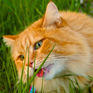 Why Cats Eat Grass