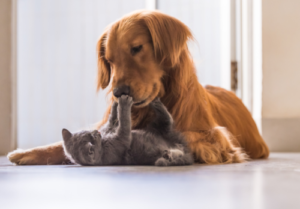 How to Keep Cats and Dogs Happy Indoors