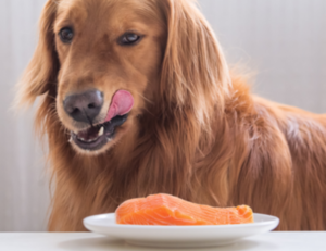 Can Dogs Eat Salmon?