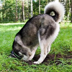 Why Huskies Dig