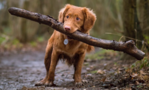 Why Dog Carry Sticks