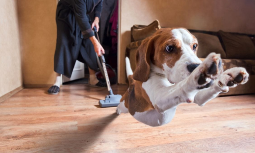 Why Are Dogs Scared of Vacuums?