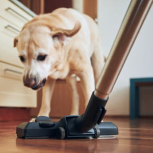Why Are Dogs Scared of Vacuums?