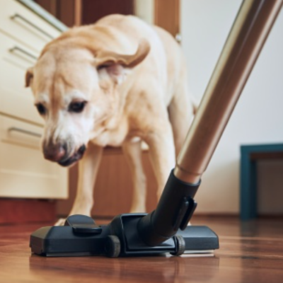 2 Main Causes Of Zuigerphobia: Why Are Dogs Scared Of Vacuums?