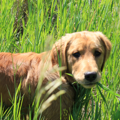 Why Dogs Eat Grass