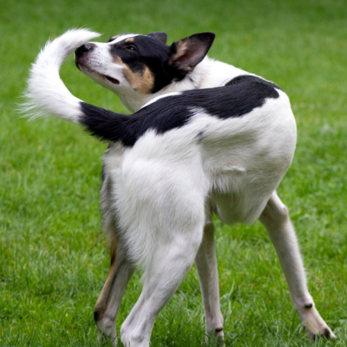 Why Dogs Chase Their Tails