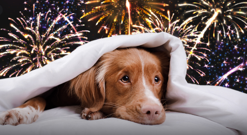 Fireworks Fear in Dogs