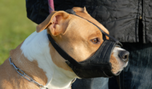 Benefits of Dog Muzzles