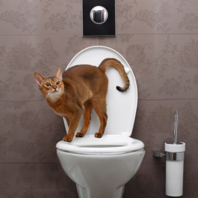 Why Cats Follow You to The Bathroom