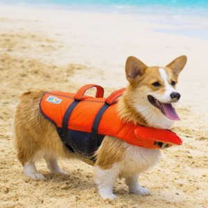 Best Dog Life Jackets