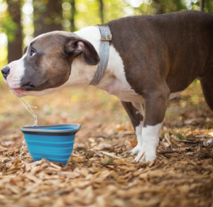 Best Travel Dog Bowls